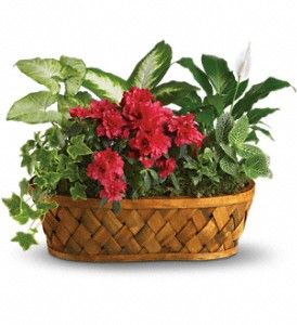 Indoor Planter Basket