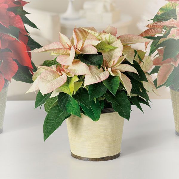 Cream Poinsettia