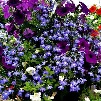 Hanging Basket