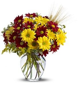 Fall for Daisies