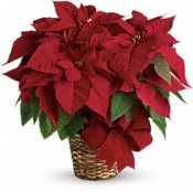 Poinsettia