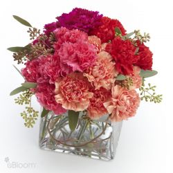 Deep Dianthus