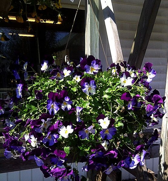 Pansy Hanging Basket