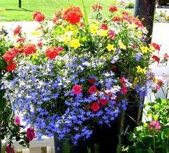 Hanging Basket