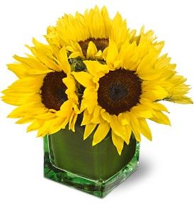 Sunshine