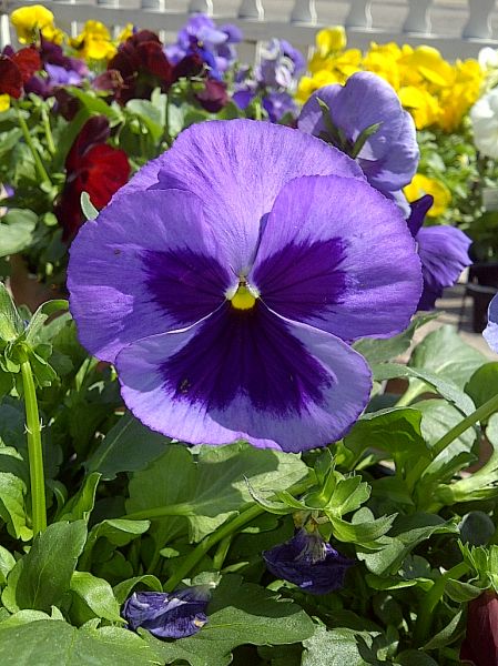 Pansy Basket