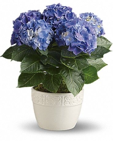 Blue Hydranga