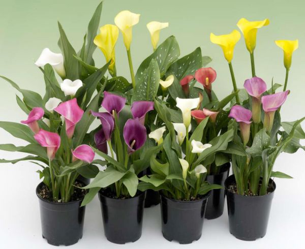 Calla Lily Plant