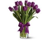 Purple Tulips