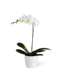 Orchid Plant