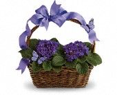 Sweet Violets