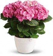 Pink Hydranga